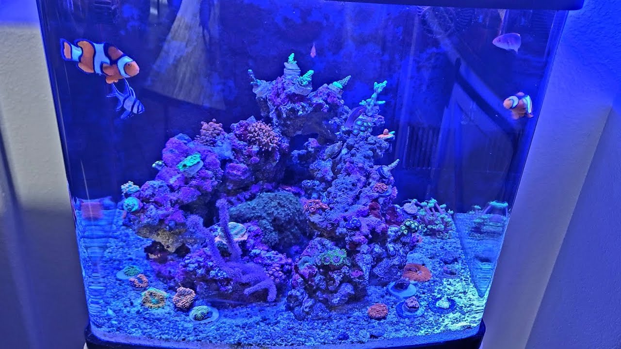 32 Gallon Biocube 09/2022