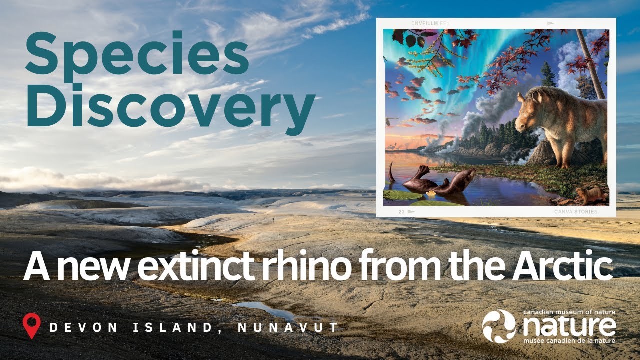 Discovery of an extinct rhino from Canada&rsquo;s High Arctic