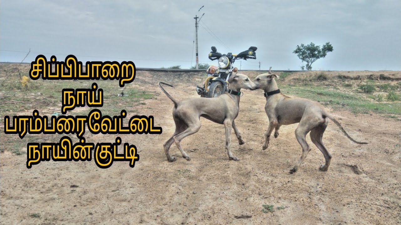 சிப்பிபாறை நாய் வேட்டைக்கு பழக்கும் முறை மற்றும் அதன் வளர்ப்பு முறை | Tamil | SingleSheik