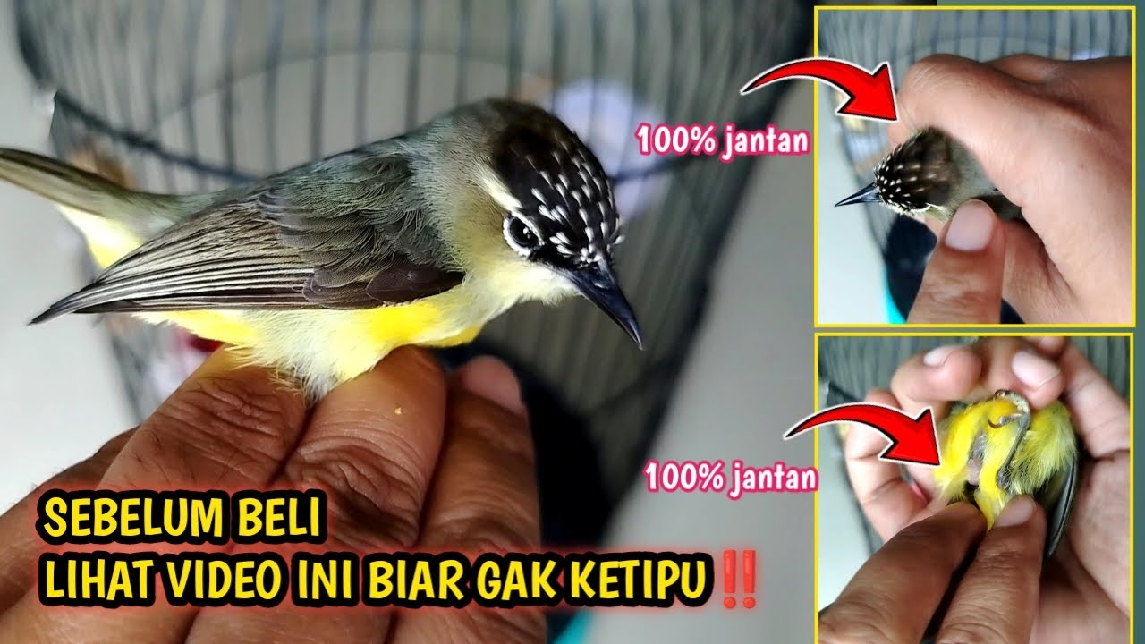 BEGINI CARA AKURAT MEMBEDAKAN OPIOR JAMBUL JANTAN DAN BETINA‼️mudah dan simple