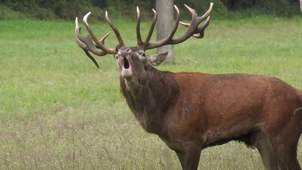 Kapitaler Hirsch von der Müritz - Brunft 2025 in Mecklenburg