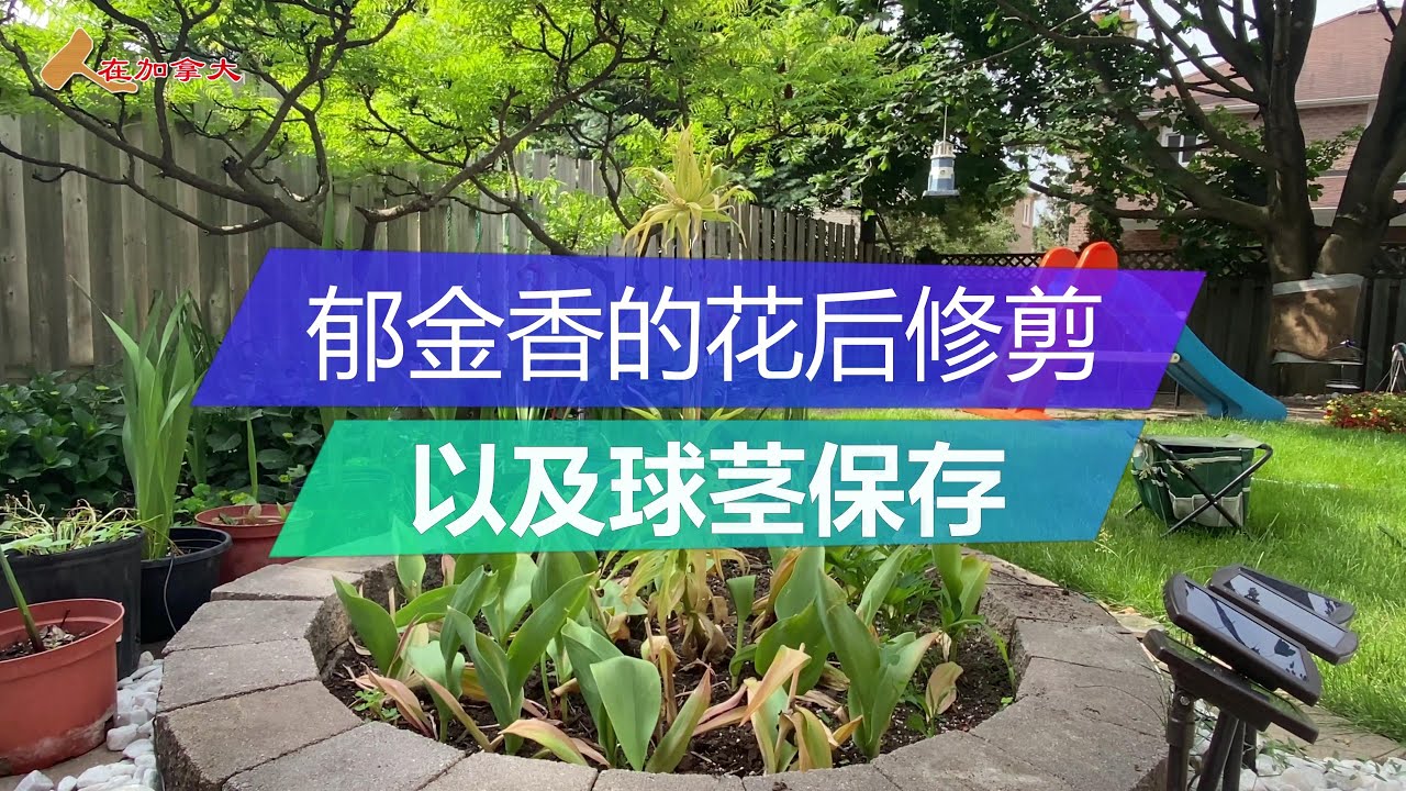 郁金香的花后修剪及球茎保存