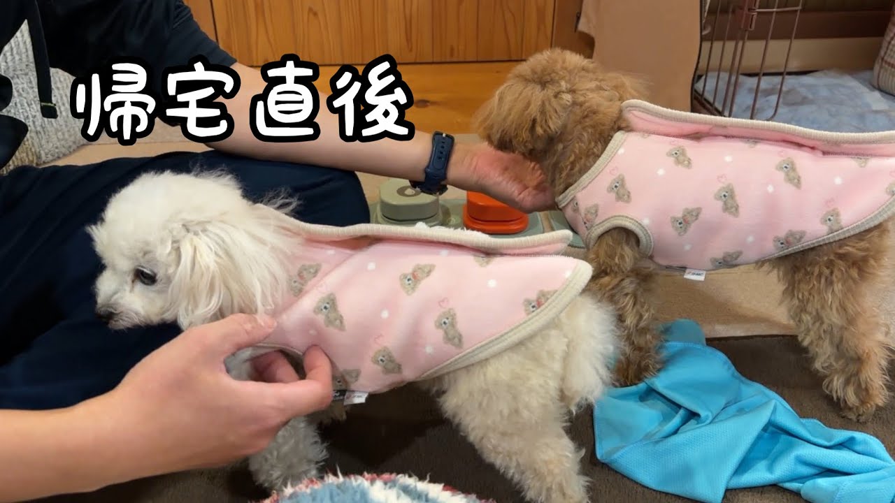 とーちゃん帰宅で大忙しの姉妹