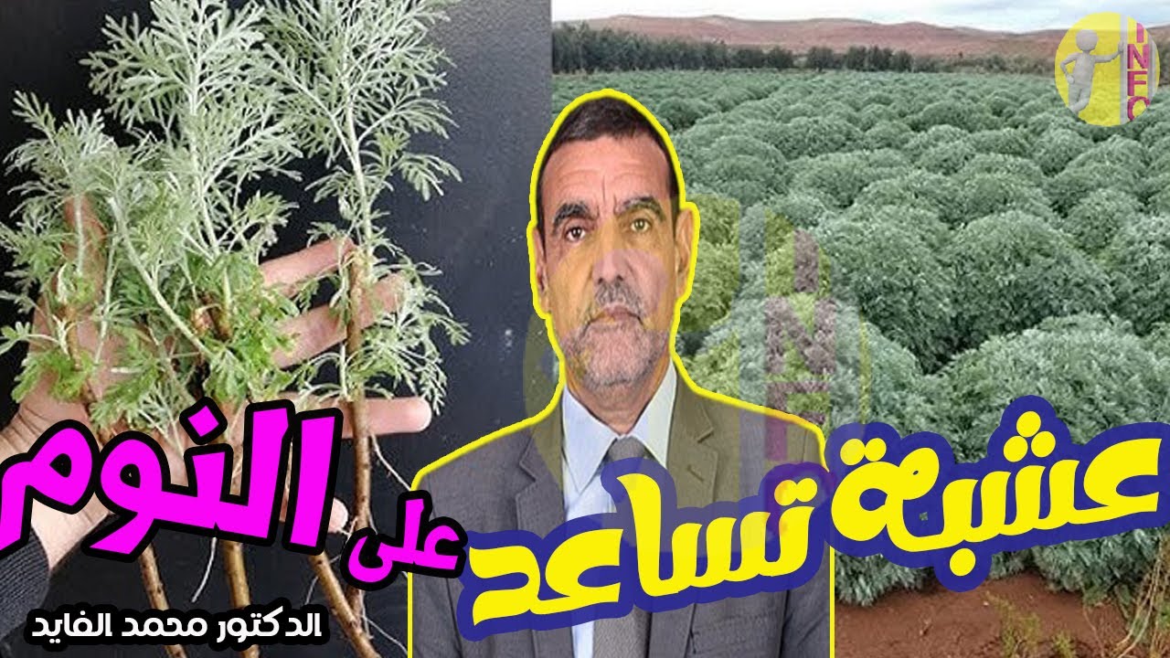عشبة مهدئة و لها فوائد كثيرة و تمنحك نوما عميقا  مع الدكتور محمد الفايد
