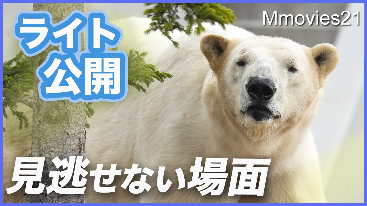 ホッキョクグマ「ライト」公開！リラとの交替展示で見られる互いの個性〜繁殖を目指すペアの始まり〜Polar Bear Life