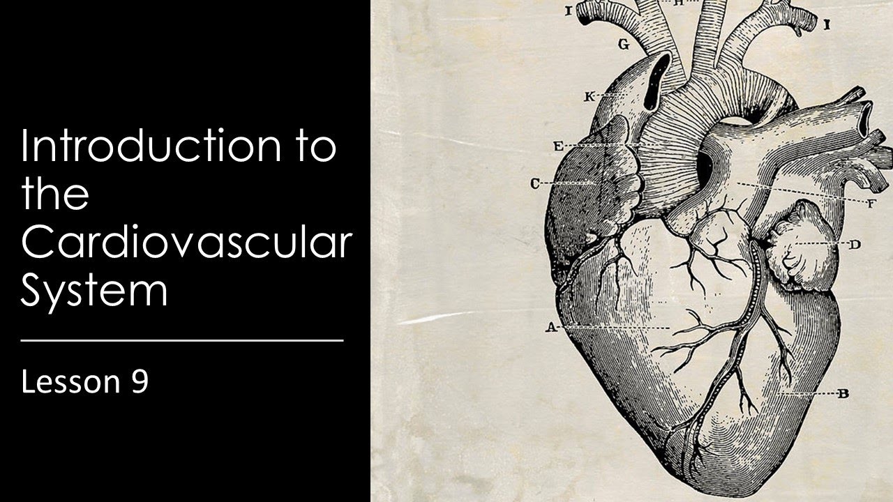Lesson 9: Introduction to the Cardiovascular System