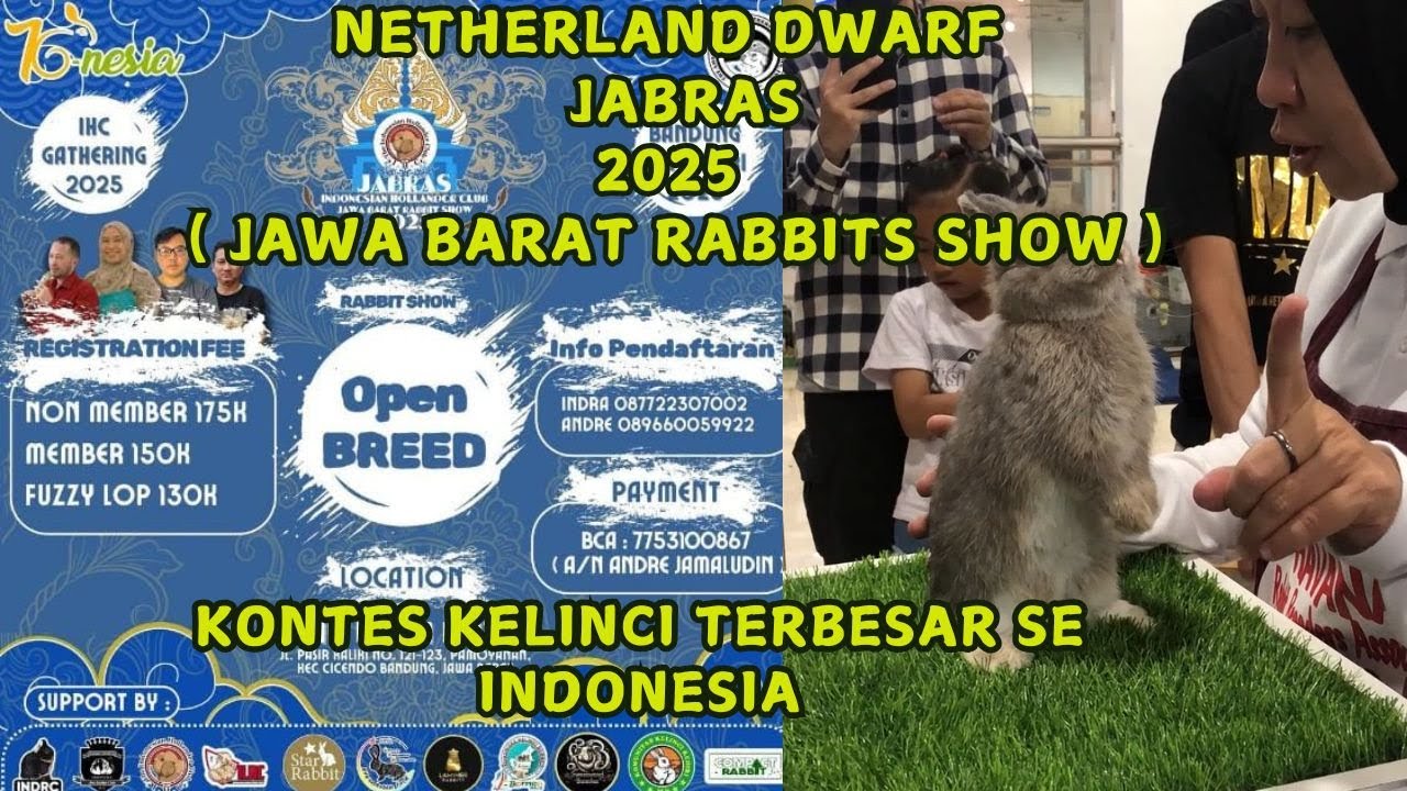 Kelinci Netherland Dwarf  di even JABRAS 2025 ( jawa barat rabbits kontes ) terbesar se Indonesia