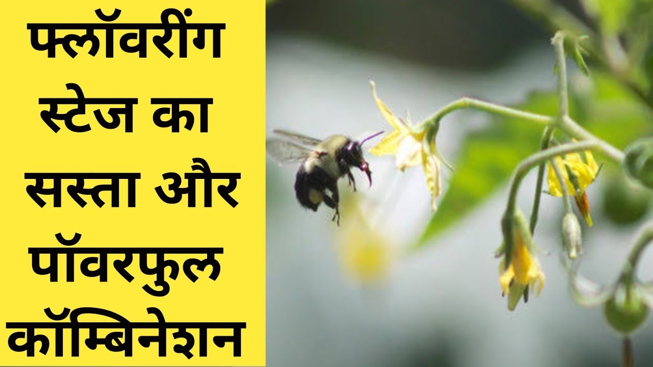 फ्लॅावरींग स्टेज का सस्ता और पॅावरफुल कॅाम्बीनेशन