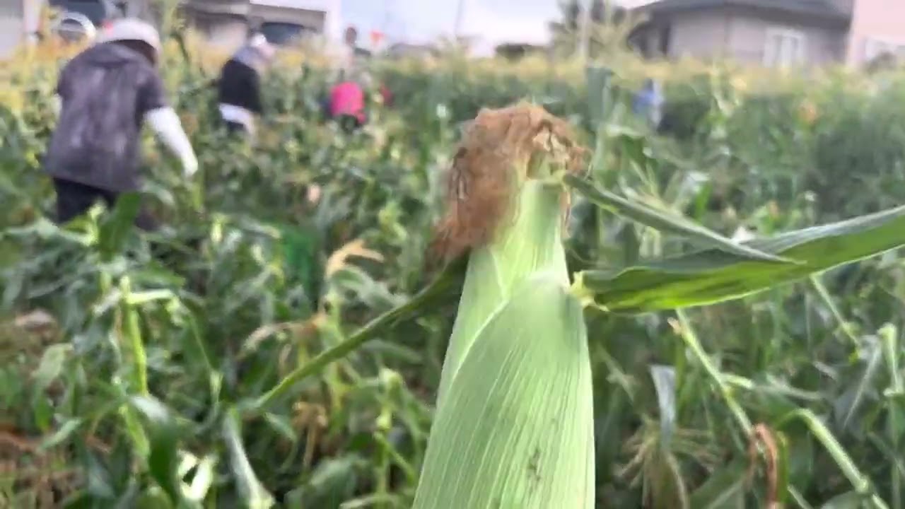 CORN 🌽 Harvesting @KOC FARM