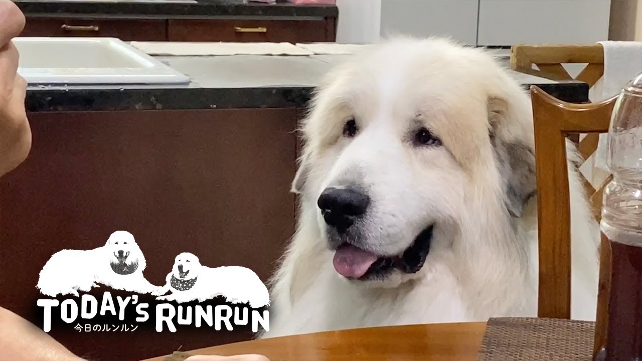 夏より暑い熱視線でおやつをゲットしたアラン　Great Pyrenees　グレートピレニーズ