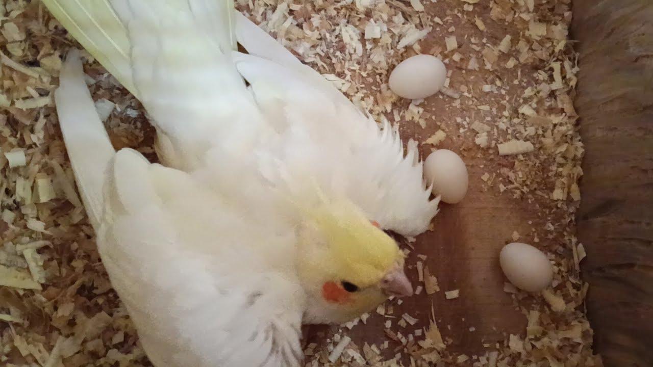 Cockatiel breeding and lying egg 
