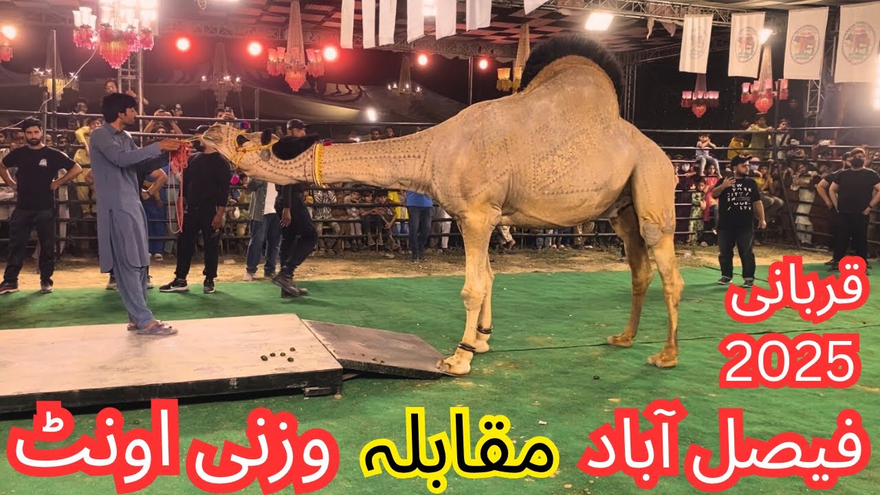 Faisalabad International festival 2025 || Heavy Weight Camel Show || Jungle Joy || Qurbani 2025✨