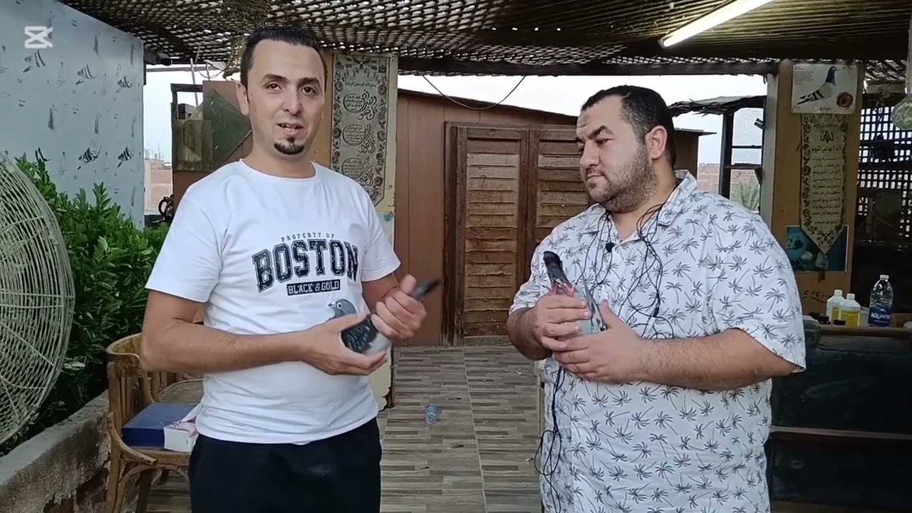 افضل طير في المسافات الوسط في سباق تجمع جمهورية مصر العربية 