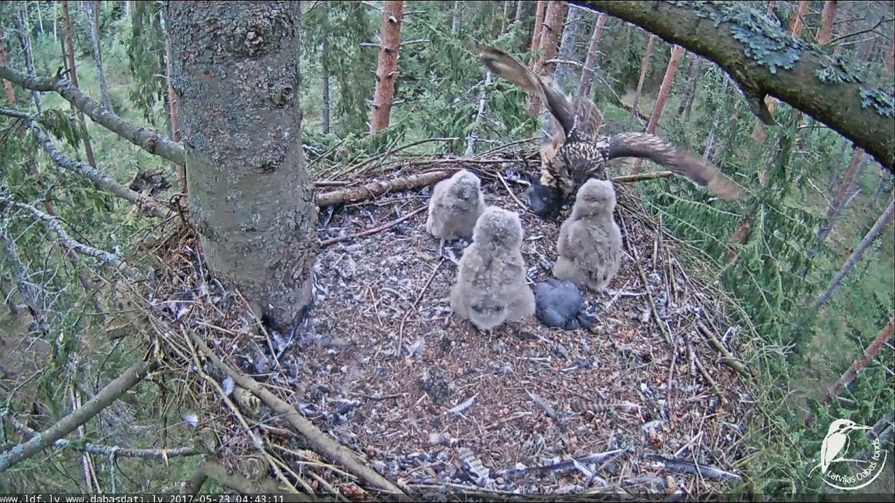 2017/05/23 4h43m Eurasian Eagle Owl~Mom brings a coot~