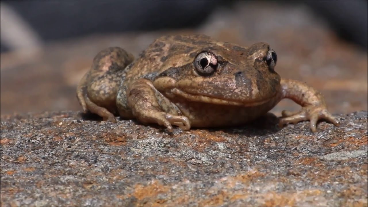 Banjo Frog Call