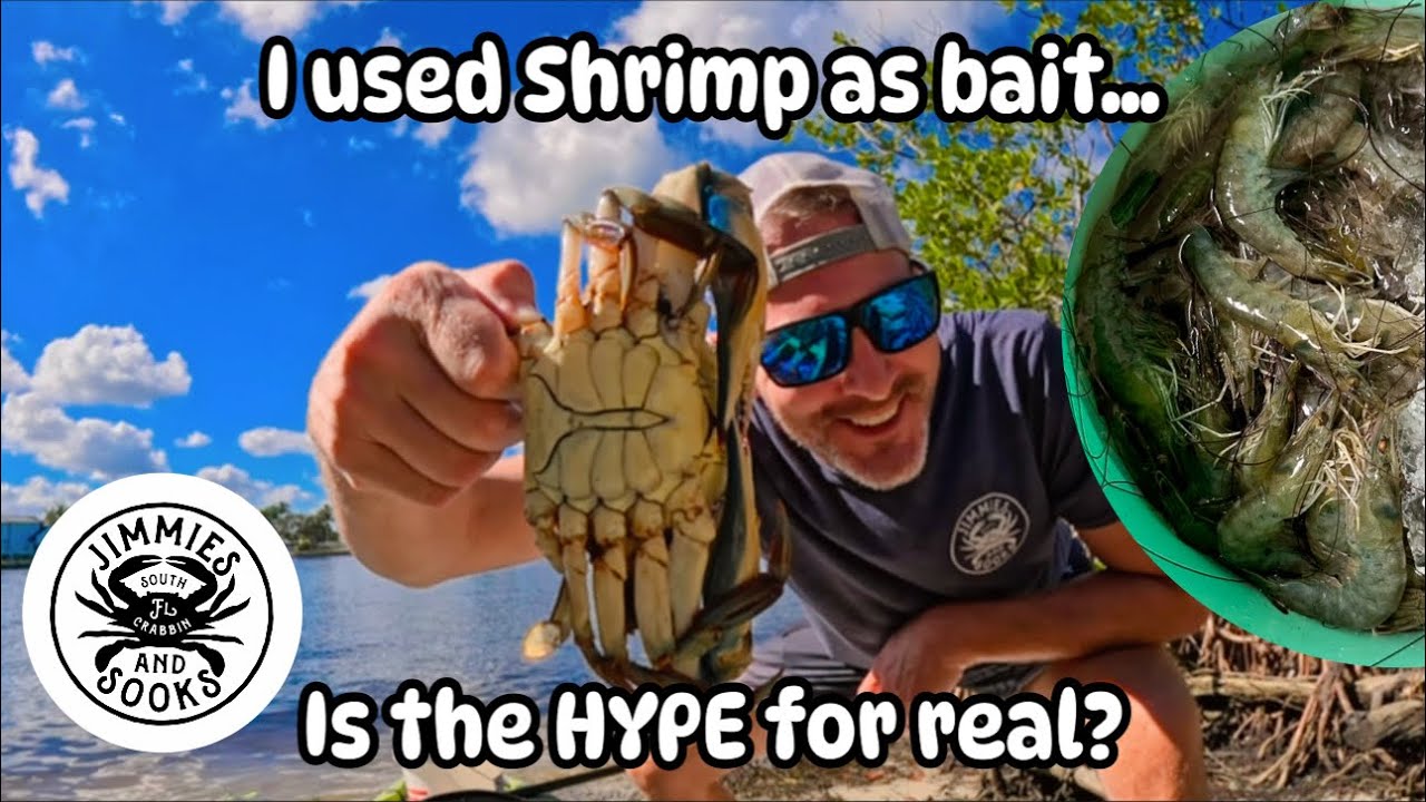 Blue CRABBING- You WON’T BELIEVE how SHRIMP CATCH!