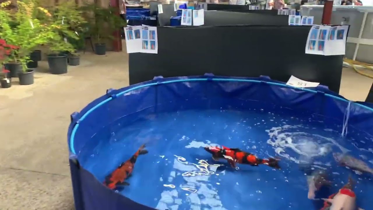 Great British koi show 2022 - Trade and koi dealers walk through