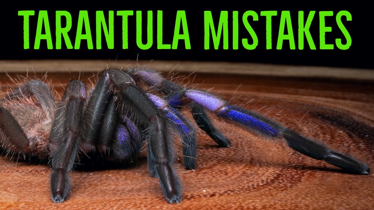 DONT Make These Common MISTAKES Keeping Tarantulas!