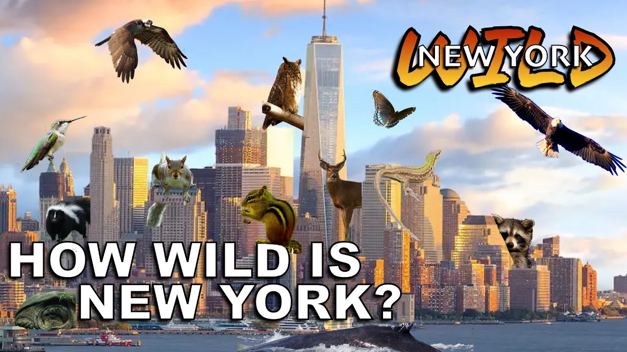 A Year in Wild New York 2022
