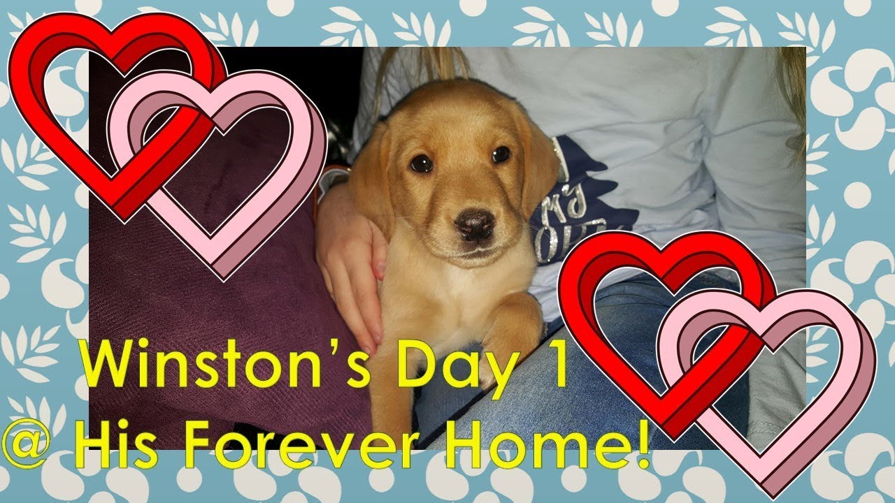 Labrador Winston's Day 1 at his Forever Home