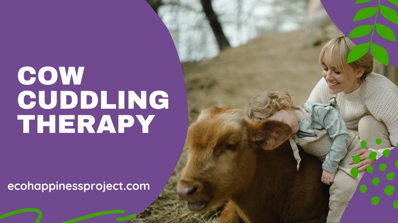 Cow Cuddling Therapy