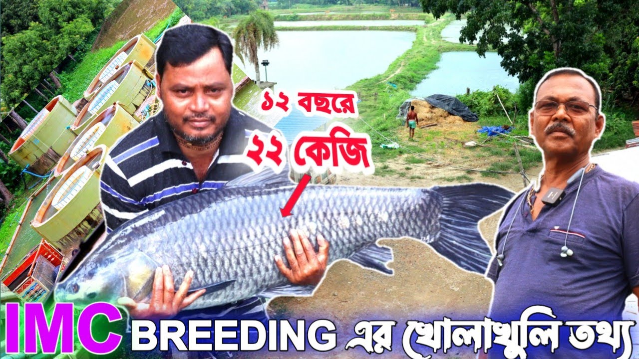 রেনু চাষের বাস্তব তথ্য তুলে ধরতে আজ আমি এসেছি নৈহাটির একটি বড় হ্যাচারিতে // IMC BREEDING