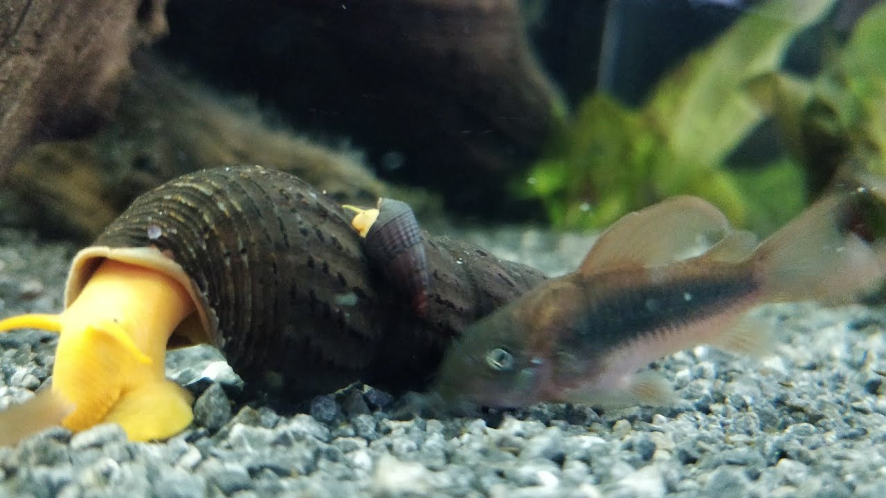 Sa va prezint acvariile mele - M-am reapucat de acvaristica