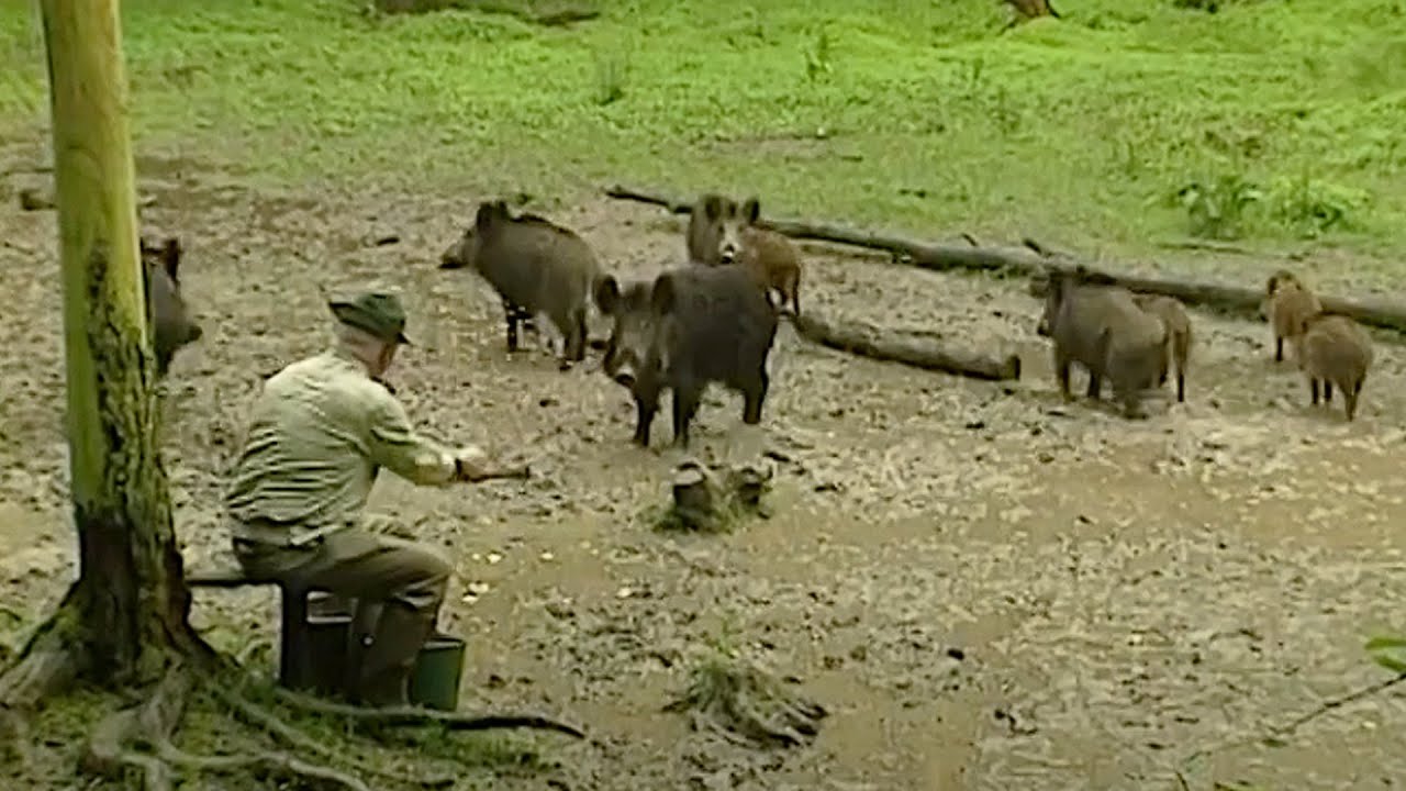 Die Spur der Schweine Norbert Happ Schwarzwild