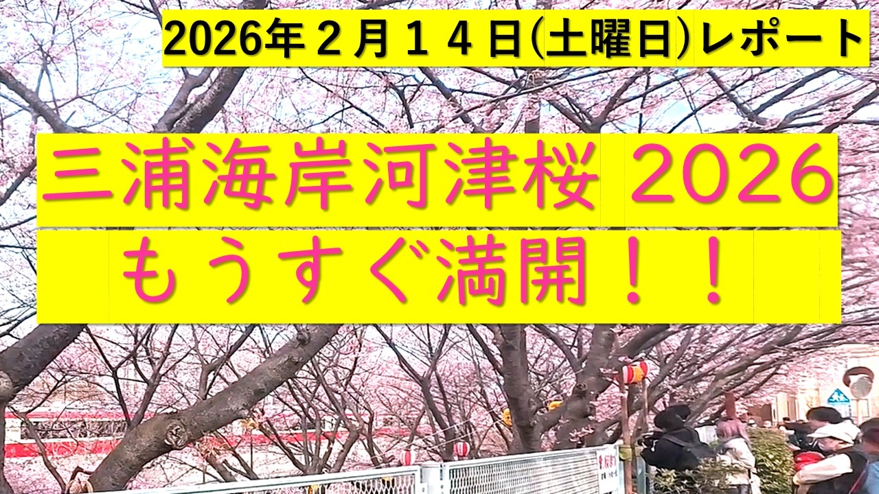 三浦海岸河津桜　もうすぐ満開！！