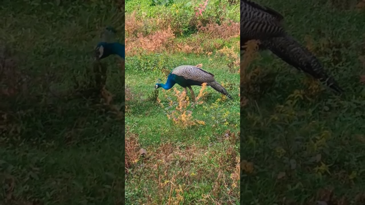 Peacock sound 🦚🦚🦚 