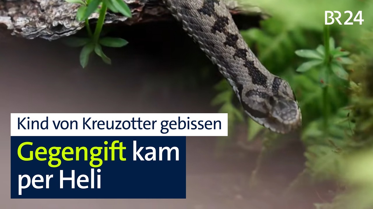 Kind nach Kreuzotter-Biss mit Gegengift behandelt | Abendschau | BR24