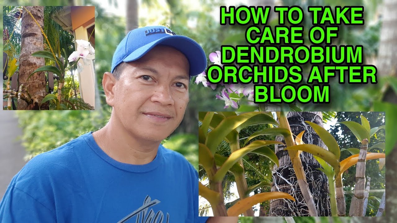 HOW TO TAKE CARE OF DENDROBIUM ORCHIDS AFTER BLOOM / DENDROBIUM ORCHIDS CARE