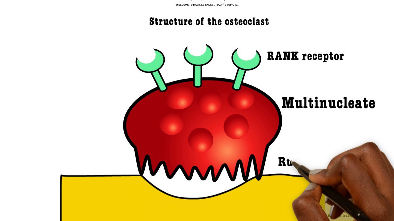 Basic Sciences - Structure of the Osteoclast