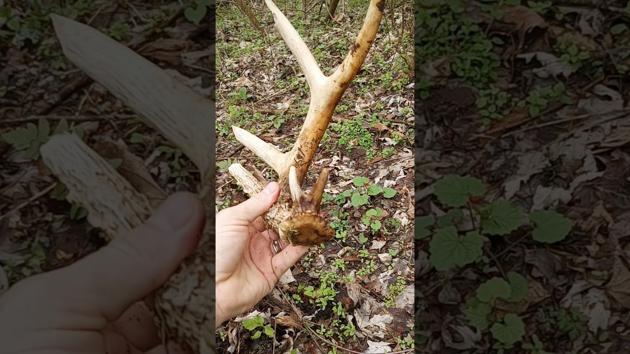 Cool Old Deer Shed #nature #huntingseason #wildlife #shedhunting #hunting #outdoors #antlers #2025