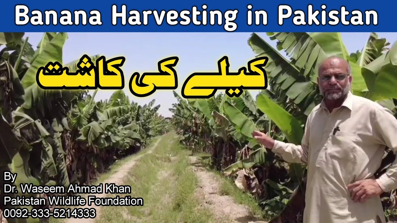 How is Banana Harvested in Pakistan | Banana Harvesting Business Idea | Pakistan main Kailay K Bagh
