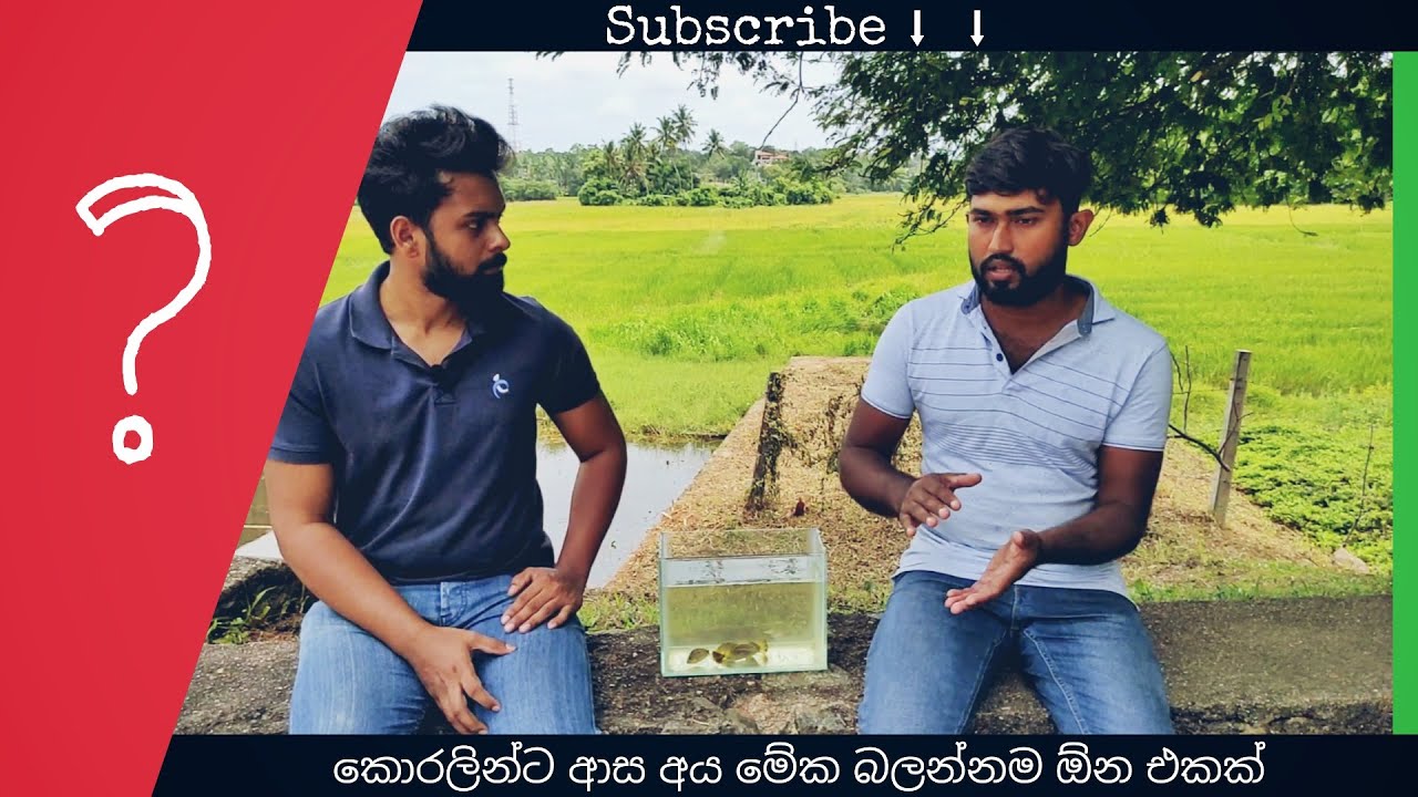 කහ කොරලියා | Orange chromide - Yalu Malu