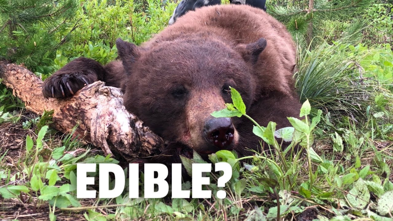 What Does Bear Meat Taste Like? Catch and Cook