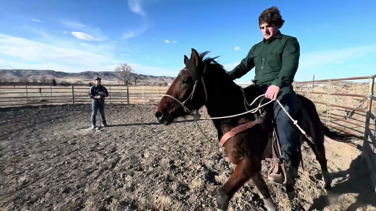Juno’s first ride! Such a good little filly! 