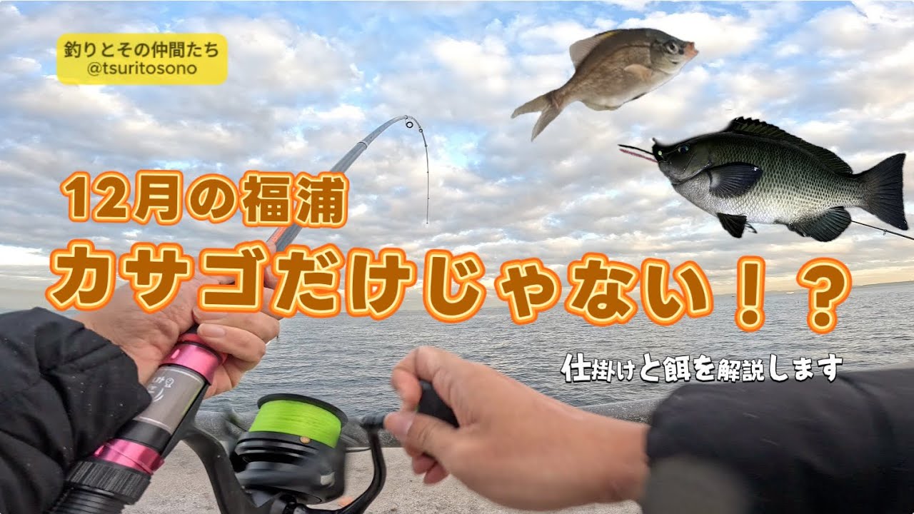 12月の福浦岸壁、まだ魚は釣れるの？カサゴだけじゃない！？仕掛けを解説 #福浦岸壁 #夜釣り #胴突き #カサゴ #メジナ #釣り 