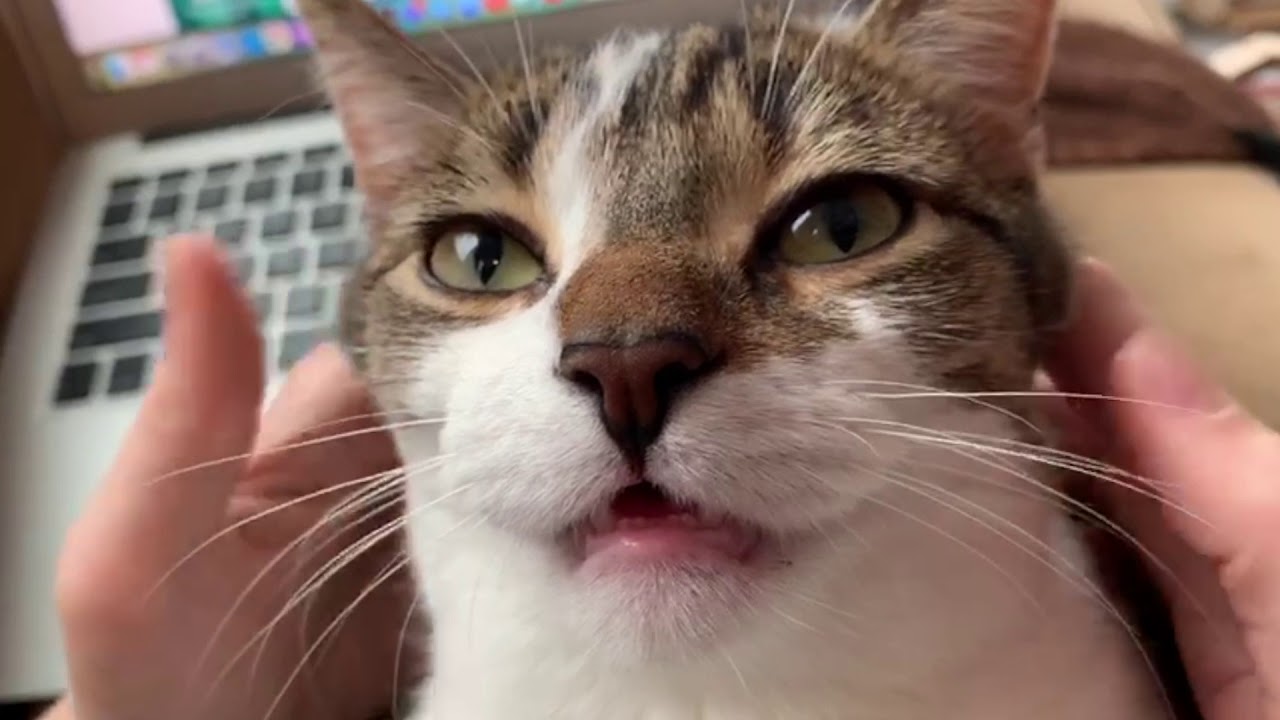 Cat is mesmerized by face massage