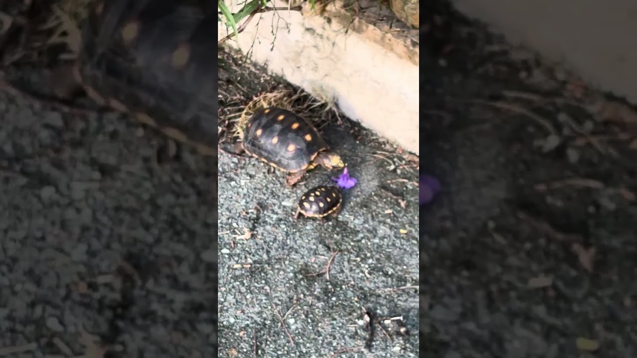 It’s a 9 Tortoise Morning!  