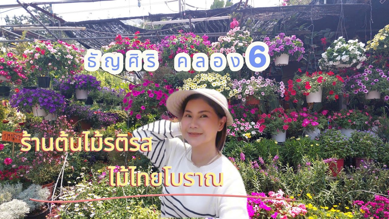 ตลาดต้นไม้ธัญศิริ คลอง6 ไปตามหาดอกไม้ไทยโบราณ ที่ร้านรติรสไม้ไทย