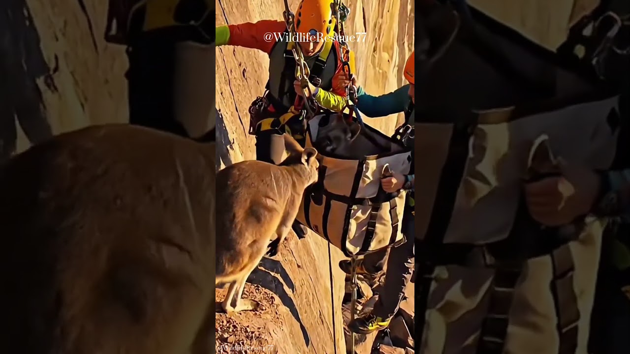 Brave Team Rescues Stranded Rock Wallaby From Dangerous Cliff #wildliferescue #animalheroes