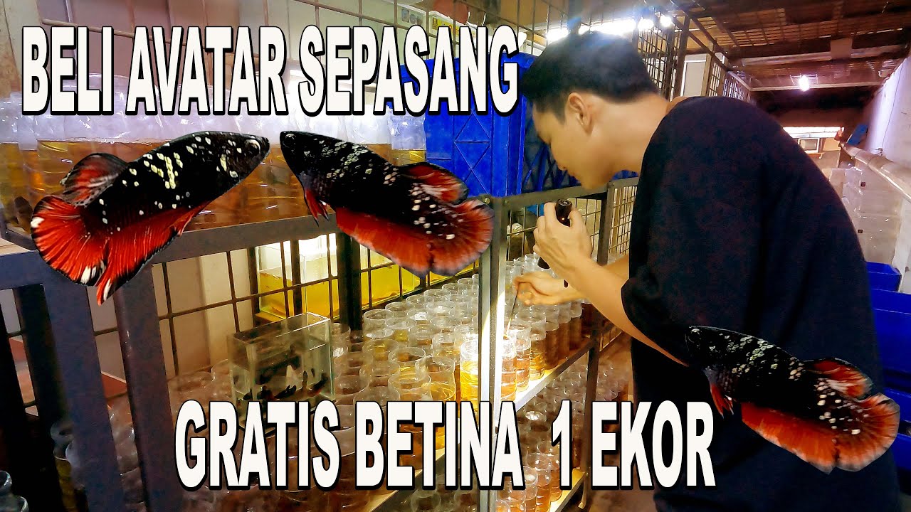 BELI CUPANG AVATAR SEPASANG GRATIS SATU EKOR FEMALE