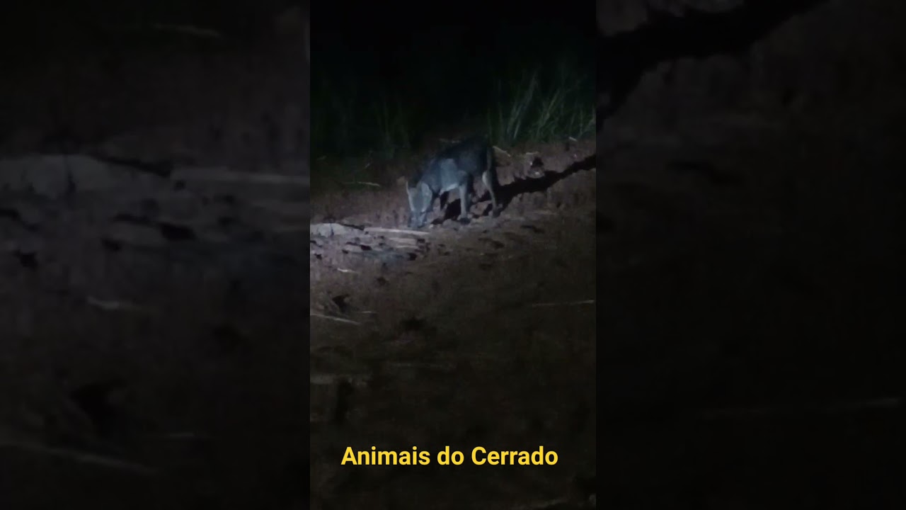 Raposa do Cerrado brasileiro #shorts