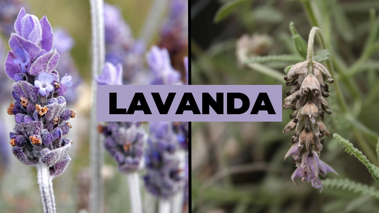 ¿Por que se SECA y MUERE la LAVANDA?☠️ 5 ERRORES de los PRINCIPIANTES