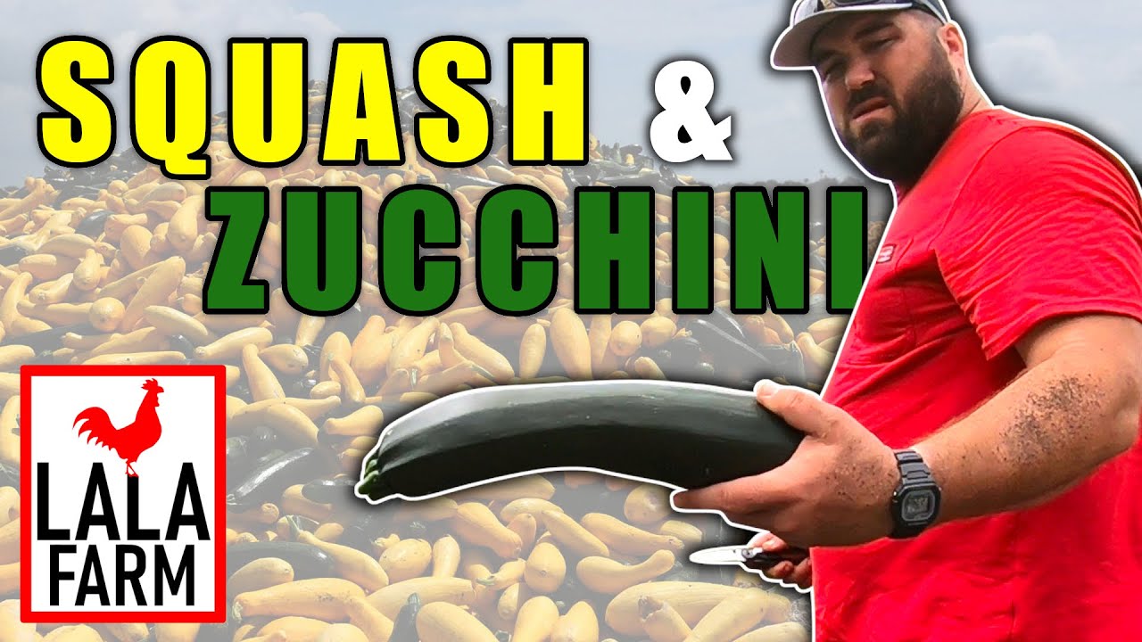 MORE THAN WE CAN EAT • Harvesting our Zucchini & Squash
