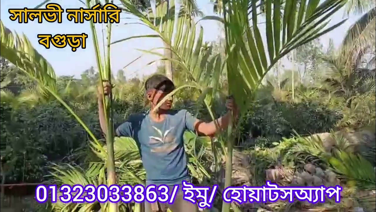 হাইব্রিড খাটো জাতের বারোমাসি সুপরি চারা বাগান লাগান অল্প খরচে বারোমাস আয় করুন চারানিতে  01323033863