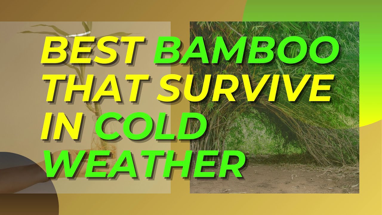 AMAZING BAMBOO THAT SURVIVE THE COLD WEATHER