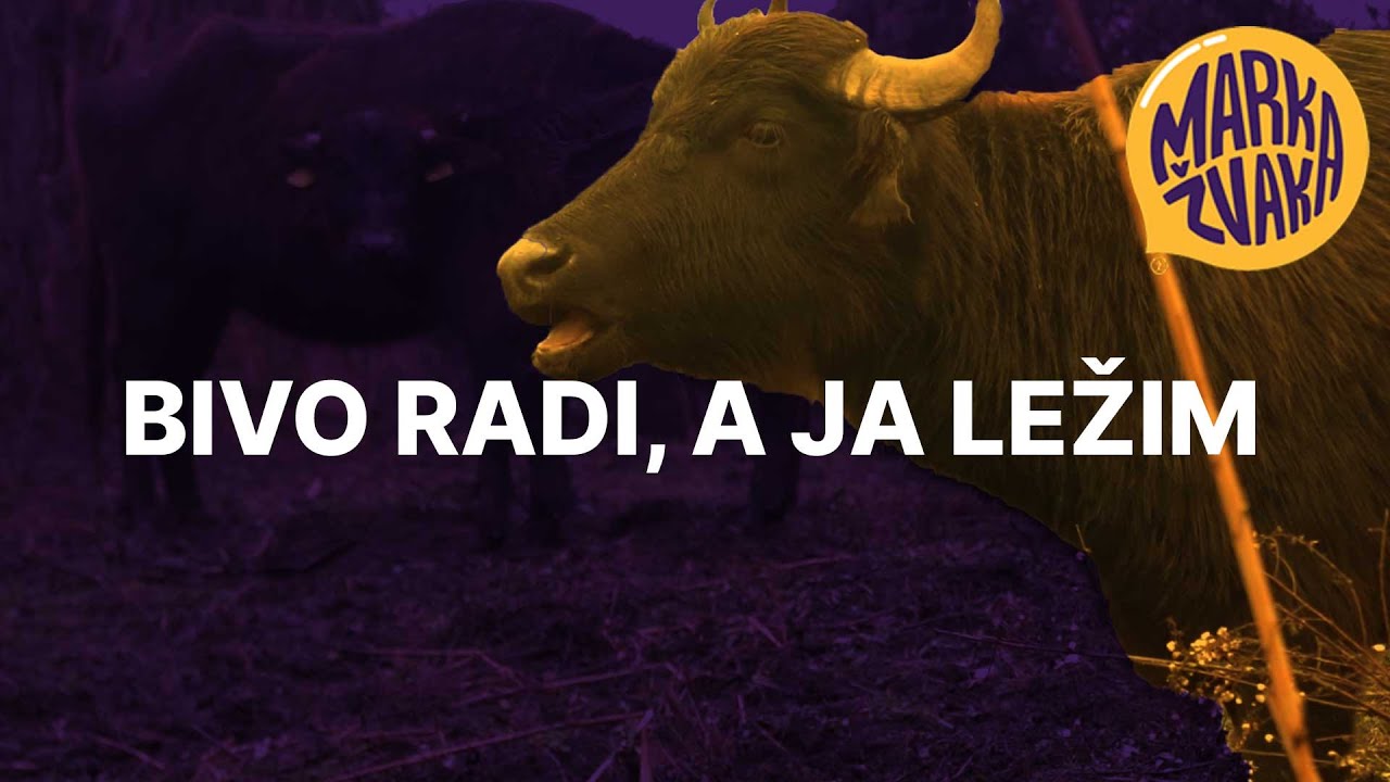 Bivo radi, a ja ležim